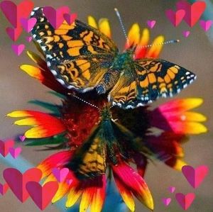 Meet your Posher, Terrye